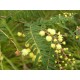 Sydney green wattle - Acacia irrorata subsp. irrorata
